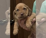 Red LM 6 - Male Bloodhound Puppy for Sale - Photo #2