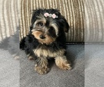 Image preview for Ad Listing. Nickname: yorkipoo
