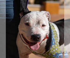 American Staffordshire Terrier-Unknown Mix Dogs for adoption in Lake Forest, CA, USA