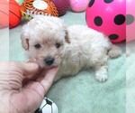 Small #6 Cavapoo