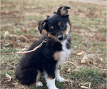 Puppy Coco Miniature Australian Shepherd