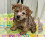 Small Cairn Terrier