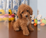 Havapoo puppies - Male Havapoo Puppy for Sale - Photo #15