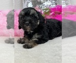 Small Photo #10 Miniature Bernedoodle Puppy For Sale in BULLARD, TX, USA