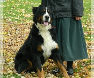 Father of the Bernese Mountain Dog puppies born on 05/27/2025
