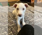 Small Photo #6 Labrador Retriever-Siberian Husky Mix Puppy For Sale in HARMONY, NC, USA