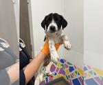 Small Labrador Retriever