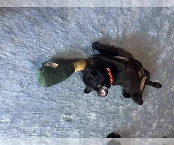 Medium Photo #12 Frenchie Pug Puppy For Sale in BLOOMINGTON, IL, USA