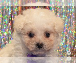 Maltipoo Puppy for sale in SAFFORD, AZ, USA