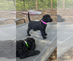 Small Photo #4 Labradoodle Puppy For Sale in HARRISONVILLE, MO, USA