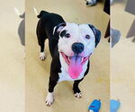 Small American Pit Bull Terrier