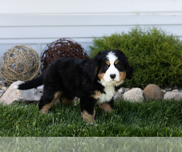 Medium Photo #3 Bernese Mountain Dog Puppy For Sale in TOPEKA, IN, USA