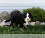Small #2 Bernese Mountain Dog