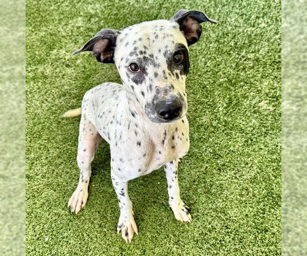 Medium Photo #1 Dalmatian-Unknown Mix Puppy For Sale in Tavares, FL, USA