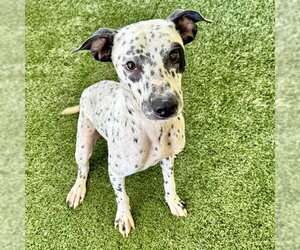 Dalmatian-Unknown Mix Dogs for adoption in Tavares, FL, USA