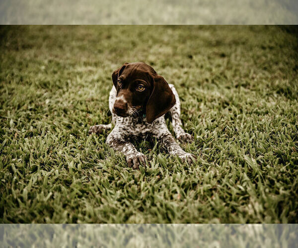 Medium Photo #14 German Shorthaired Pointer Puppy For Sale in GAINESVILLE, GA, USA
