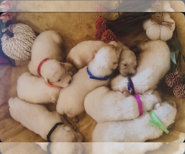 Medium Photo #2 Great Pyrenees Puppy For Sale in CARROLLTON, GA, USA