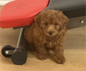 Maltipoo Puppy for Sale in ATLANTA, Georgia USA