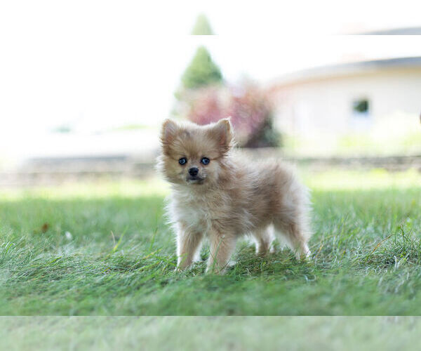 Medium Photo #3 Pomeranian Puppy For Sale in WARSAW, IN, USA