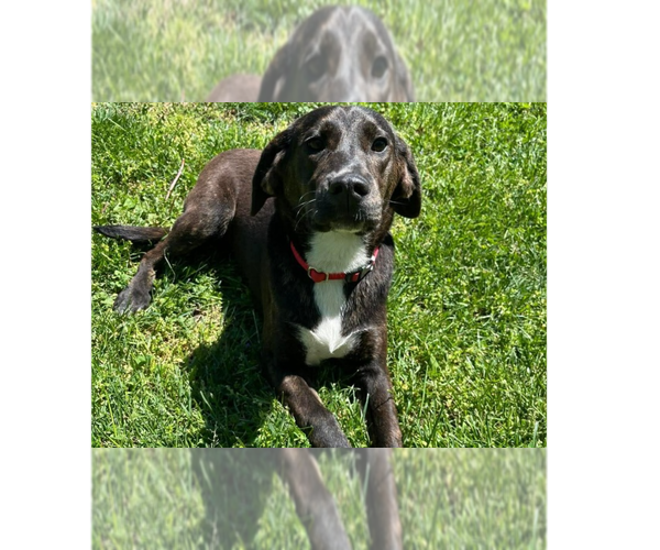 Medium Photo #1 Mutt Puppy For Sale in Osgood, IN, USA