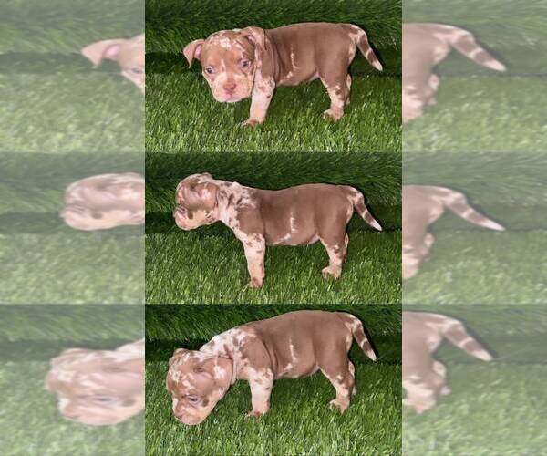 Medium Photo #2 American Bully Puppy For Sale in PERRIS, CA, USA