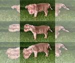 Small #1 American Bully