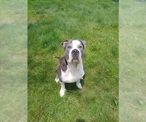 American Pit Bull Terrier Dogs for adoption in Springfield, MA, USA