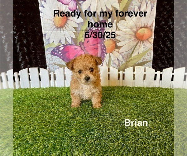 Medium Photo #2 Yo-Chon Puppy For Sale in MOUNT PLEASANT, MI, USA