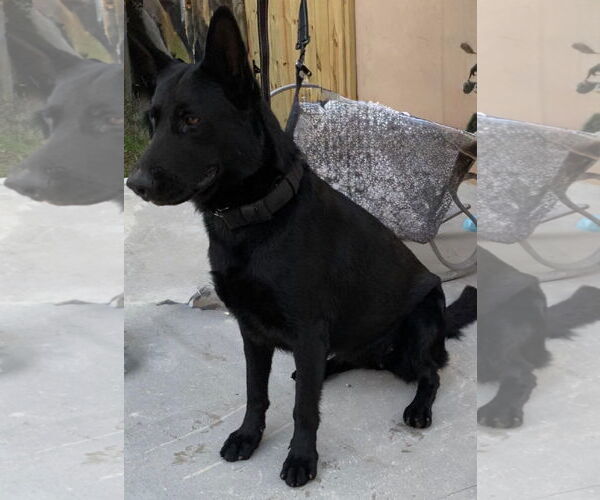 Medium Photo #4 German Shepherd Dog Puppy For Sale in Plantation, FL, USA