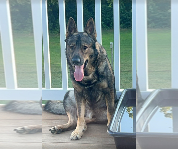 Medium Photo #1 German Shepherd Dog Puppy For Sale in WALDORF, MD, USA