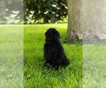 Small #19 Bernedoodle (Miniature)