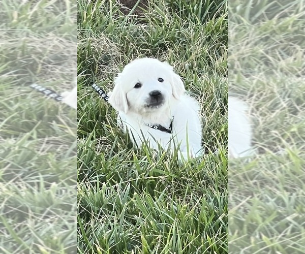 Medium Photo #6 Golden Retriever Puppy For Sale in WILTON, CA, USA