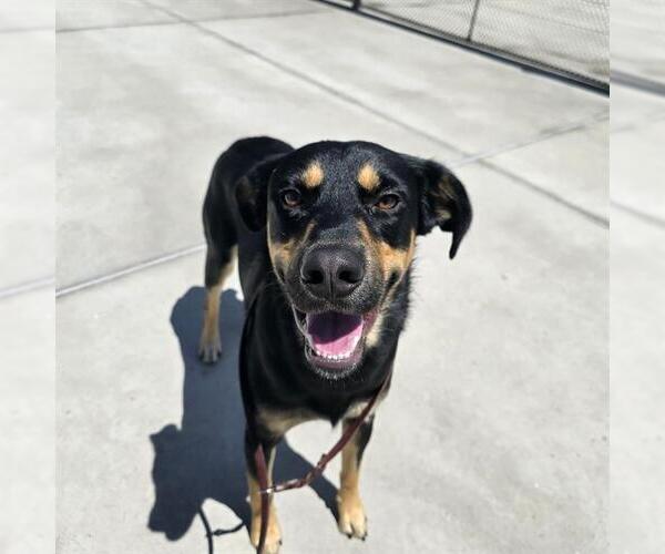 Medium Photo #1 Doberman Pinscher-German Shepherd Dog Mix Puppy For Sale in Denver, CO, USA