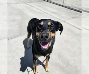 Doberman Pinscher-German Shepherd Dog Mix Dogs for adoption in Denver, CO, USA