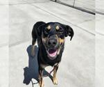 Small Doberman Pinscher-German Shepherd Dog Mix