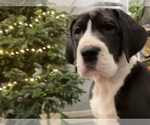 Small Photo #1 Great Dane Puppy For Sale in LAFAYETTE, IN, USA