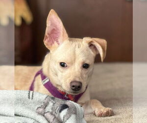 Jack Chi Dogs for adoption in Attalka, AL, USA