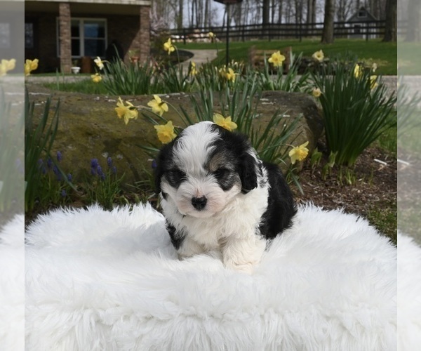 Medium Photo #3 Aussiedoodle Miniature  Puppy For Sale in SUGARCREEK, OH, USA