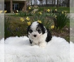 Small Photo #3 Aussiedoodle Miniature  Puppy For Sale in SUGARCREEK, OH, USA