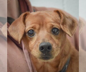 Chihuahua Dogs for adoption in Huntley, IL, USA