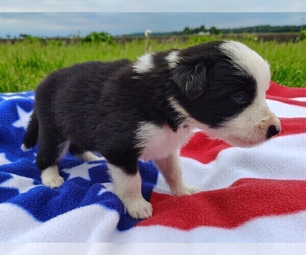 Medium Photo #18 Border Collie Puppy For Sale in NORBORNE, MO, USA
