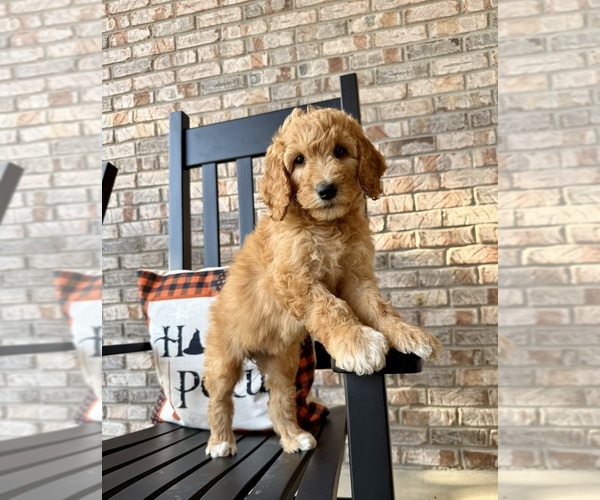 Medium Photo #2 Goldendoodle Puppy For Sale in GREENFIELD, IN, USA