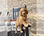 Small #1 Goldendoodle