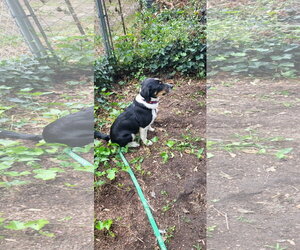 Haven- too cute to handle - Female Border Collie-Unknown Mix Dog for Adoption - Photo #13