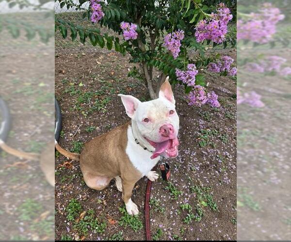 Medium Photo #4 Staffordshire Bull Terrier Puppy For Sale in Ocala, FL, USA