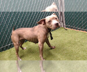 Mutt Dogs for adoption in Downey, CA, USA