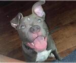 Small American Staffordshire Terrier Mix