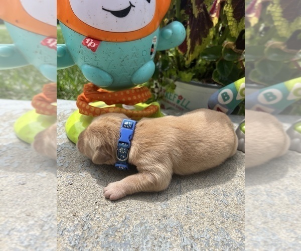 Medium Photo #2 Golden Retriever Puppy For Sale in NEOLA, WV, USA