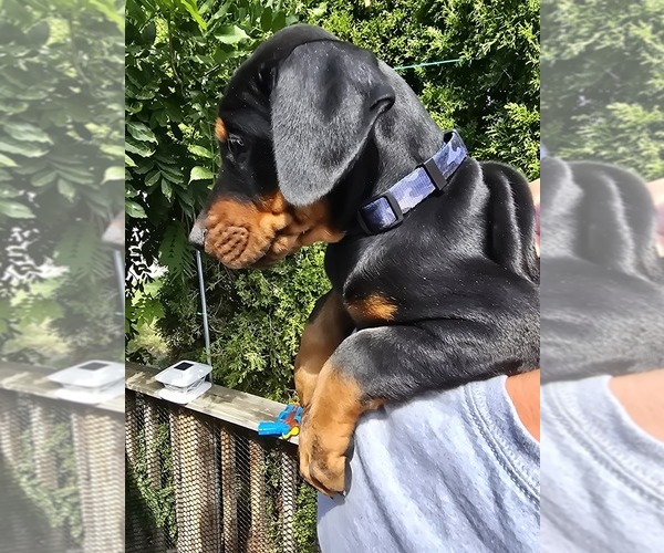 Medium Photo #20 Doberman Pinscher Puppy For Sale in WHEELING, IL, USA