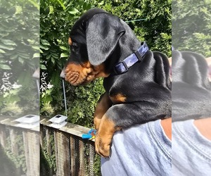Medium Doberman Pinscher